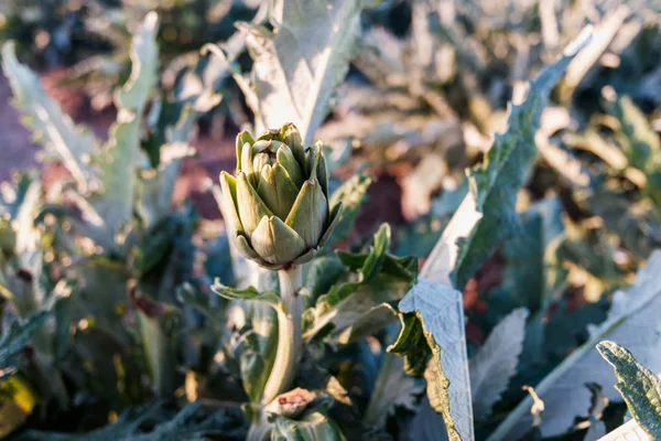 Αγκινάρες που φυτρώνουν στον ήλιο σε μια μεσογειακή φυτεία. — Φωτογραφία Αρχείου