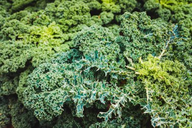 Kale çiftliği, sporcular ve sağlıklı insanlar için süper yiyecekler..