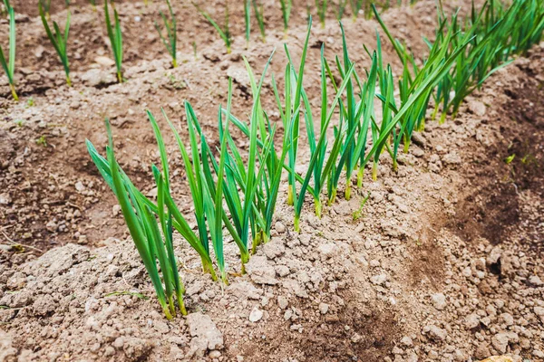 Ail cultivé dans un jardin urbain en Méditerranée . — Photo