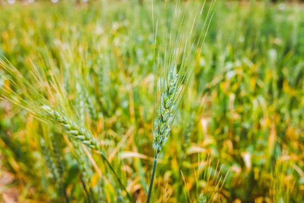 Oreilles de blé mûr cultivées dans un verger . — Photo