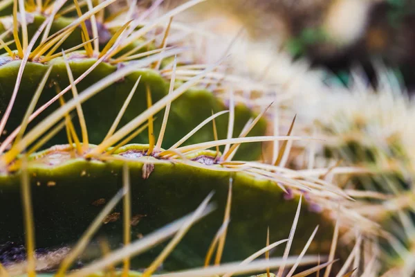 Detalhe dos espinhos de uma espécie de cacto Echinocactus grusonii . — Fotografia de Stock