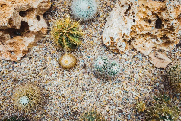 Detalle de algunos cactus vistos desde arriba . — Foto de Stock