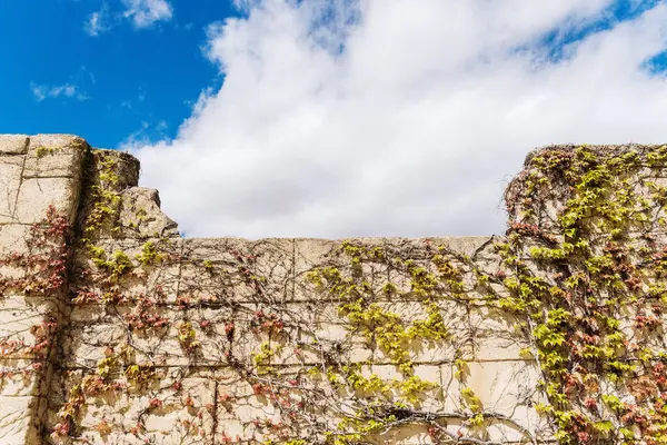 Фальшивая каменная стена, покрытая виноградными лозами и голубым небом с — стоковое фото