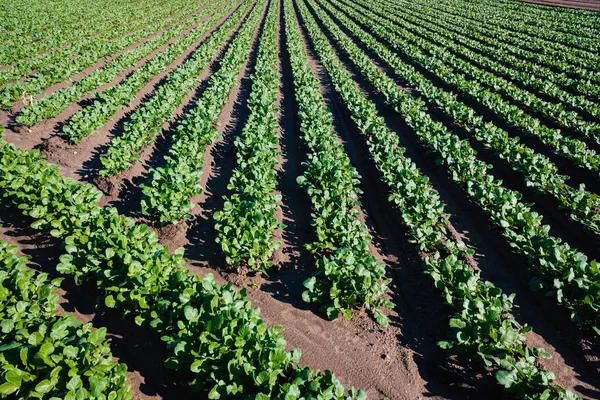 Plantation de radis verts dans un verger de Valence, Spa — Photo