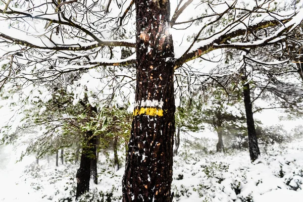Марка нарисована на дереве на небольшой дорожке для туристов, покрытой снегом — стоковое фото