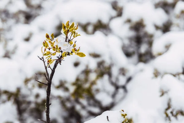Средиземноморские растения, покрытые неожиданным снегопадом. — стоковое фото