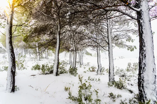 Однажды утром в средиземноморье ветви деревьев покрыты белым снегом — стоковое фото