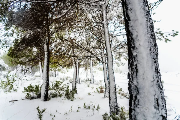 Κομμάτια από πεύκα καλυμμένα με χιόνι από μια χιονοθύελλα. — Φωτογραφία Αρχείου