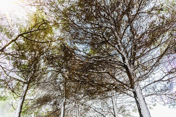 Troncos de pinheiros cobertos de neve por uma nevasca de inverno. — Fotografia de Stock