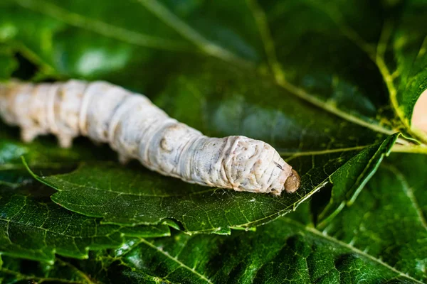 A Bombyx mori da solo, baco da seta, su foglie di gelso verde, l'onl — Foto Stock