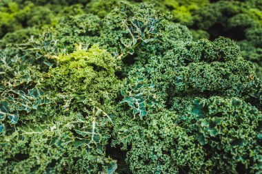 Kale çiftliği, sporcular ve sağlıklı insanlar için süper yiyecekler..