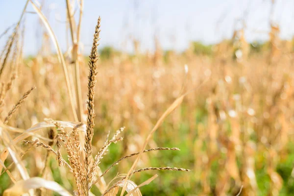 Сушені кукурудзяні вуха в полі восени . — стокове фото
