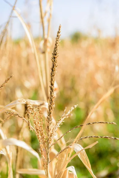 Cornfield déjà récolté avec des pointes au soleil . — Photo