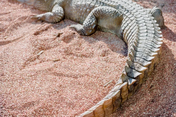 Ogon krokodyla odpoczywającego w słońcu, aby się rozgrzać. — Zdjęcie stockowe
