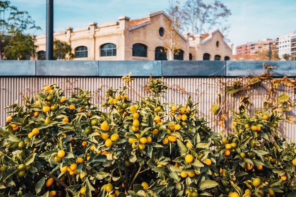 Fortunella, small Kumquat oranges, in a decorative tree in a cen — Stock Photo, Image