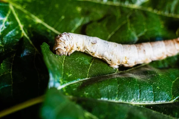 Bombyx Mori Solo Baco Seta Foglie Gelso Verde Unico Albero — Foto Stock