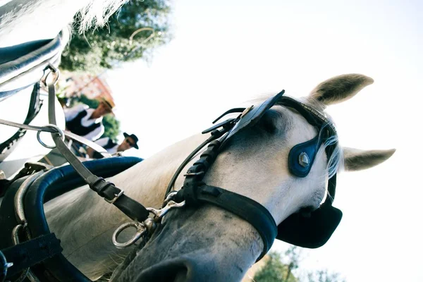 Κοντινό Πορτρέτο Ενός Ισπανού Αλόγου Που Τραβάει Μια Άμαξα Κατά — Φωτογραφία Αρχείου