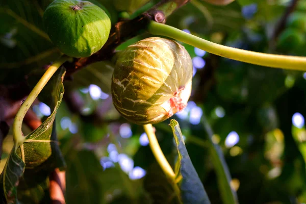 Ripe Figs Fig Tree Being Collected Summer — Stock Photo, Image