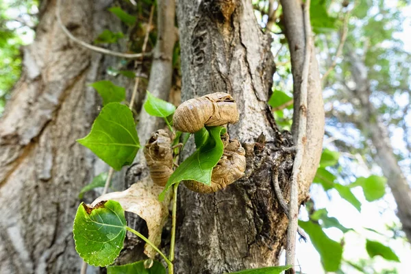 The cicadas, Cicadidae, change their skin when they reach maturity and leave the exoskeleton hanging from the branches of trees, like other insects, scaring due to their strange appearance.