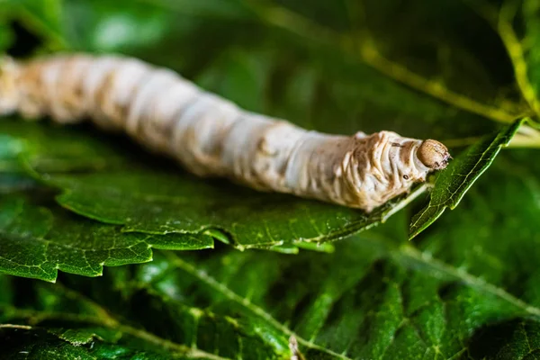 Bombyx Mori Solo Baco Seta Foglie Gelso Verde Unico Albero — Foto Stock