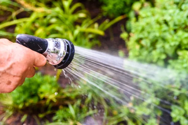 A man irrigates his garden with a pressure hose spraying water on the plants.