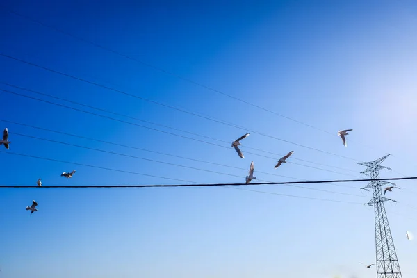 Pássaros Gaivotas Empoleirados Cabos Elétricos Alta Tensão Com Fundo Azul — Fotografia de Stock