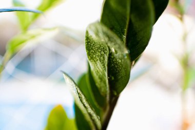 Beyaz arkaplan üzerine odaklanmış bazı yaprakların yeşil yüzeyinde taze çiy damlaları.