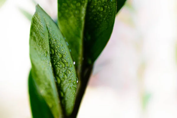 Макроподробности Нескольких Освежающих Капель Воды Зеленых Листьях Чехла — стоковое фото