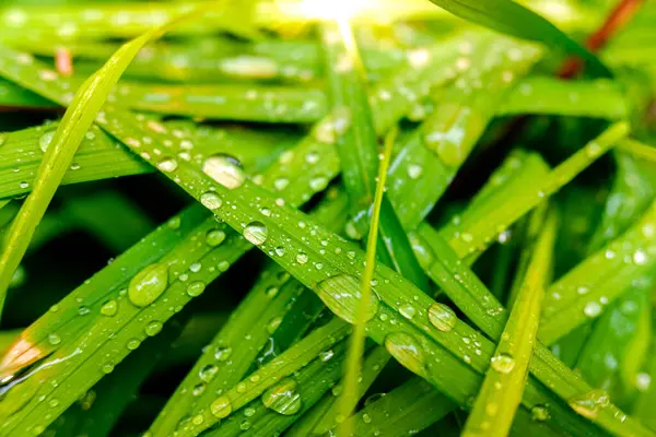 Detail Leafy Green Leaves Wet Dew Drops Conservationist Background — 图库照片