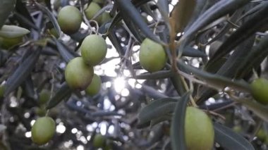 İspanya 'da bir Akdeniz bahçesinde zeytin ağacında olgunlaşan zeytinler.