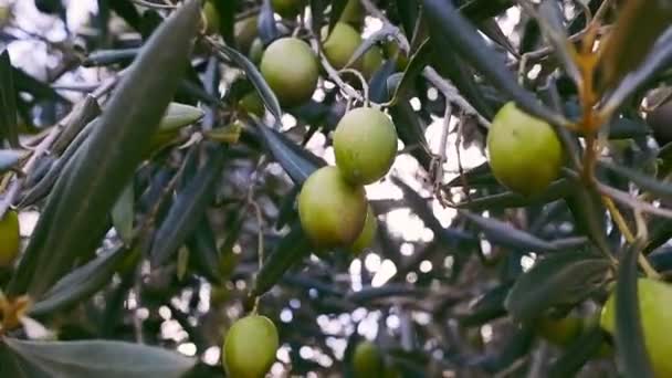 스페인의 지중해 정원에 아래있는 올리브 나무에서 자라는 올리브 열매들 — 비디오