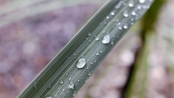 Gotas de chuva em uma folha verde depois de um dia chuvoso . — Vídeo de Stock