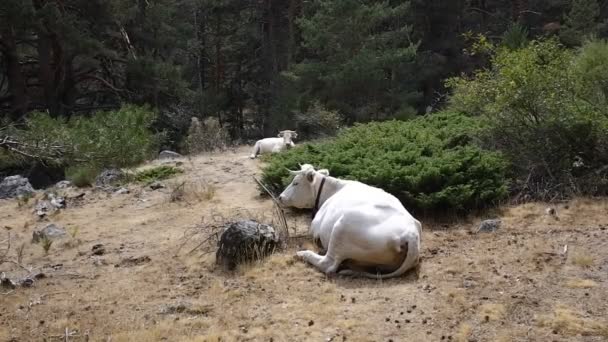 Grupo Vacas Pastando Tranquilamente Lado Uma Montanha Espanhola — Vídeo de Stock