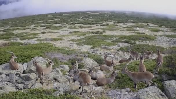 Grupo Cabras Montanha Capra Pyrenaica Pastando Topo Uma Colina — Vídeo de Stock