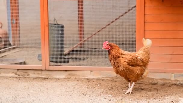 Hens Sebuah Peternakan Mematuk Tanah Menghasilkan Telur Organik — Stok Video