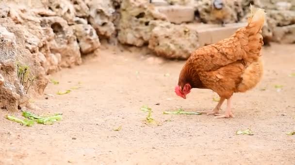 Hens Sebuah Peternakan Mematuk Tanah Menghasilkan Telur Organik — Stok Video