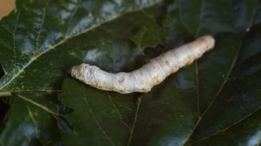 İpek böcekleri dut yapraklarını yiyerek semirtirler ve başkalaşımlarına başlamaya hazırdırlar.