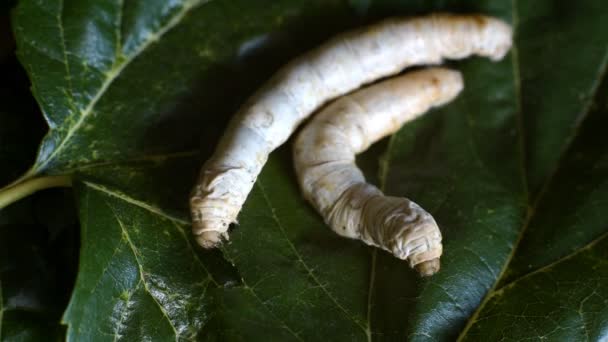 Les Vers Soie Sont Engraissés Mangeant Des Feuilles Mûrier Prêtes — Video