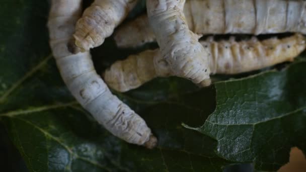 Silkworms Fattened Eating Mulberry Leaves Ready Begin Metamorphosis — Stock Video