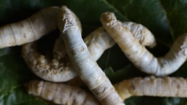 Pek Böcekleri Dut Yapraklarını Yiyerek Semirtirler Başkalaşımlarına Başlamaya Hazırdırlar — Stok video