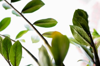 Bir ev bitkisinin yeşil yaprakları üzerindeki birkaç ferahlatıcı su damlasının makro ayrıntıları.