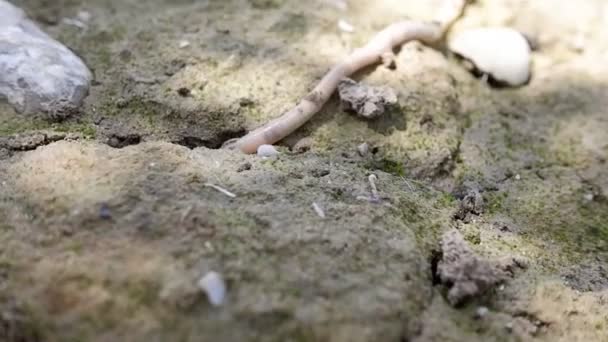 Aardworm begraven zich in natte aarde. — Stockvideo