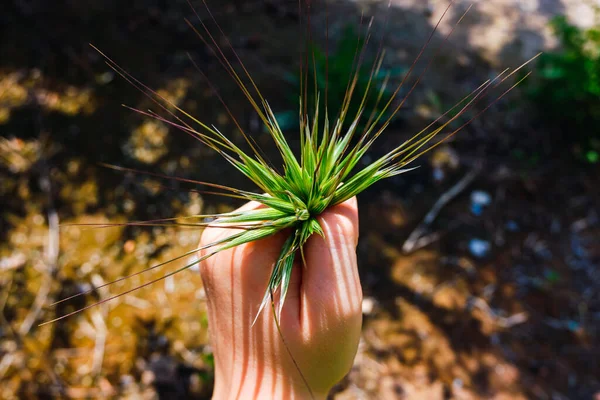 Child Hand Field Holds Bundle Natural Wheat Ears — Stock Photo, Image