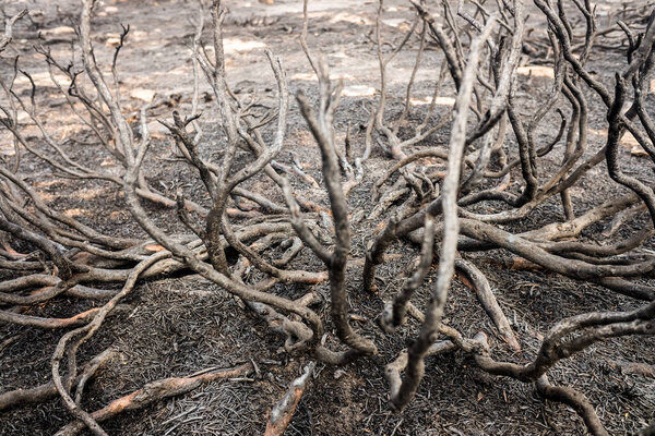 Remains of a forest fire with burned scrub.