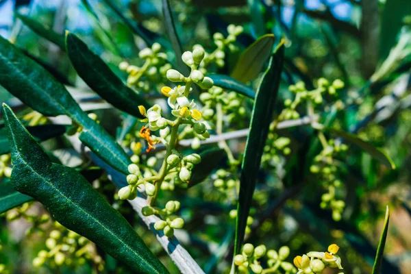 Blooming Flowers Pollen Laden Mediterranean Olive Tree — Stock Photo, Image