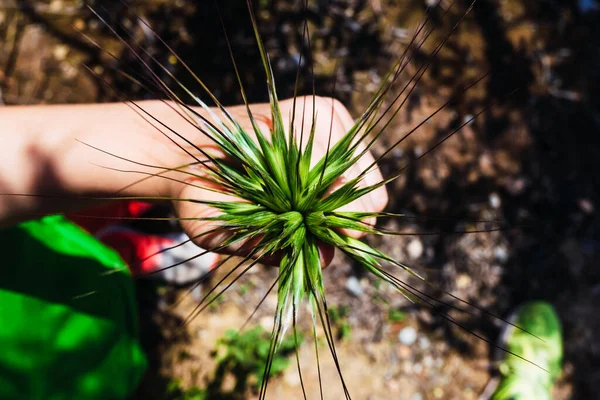 野の子供の手は天然小麦の耳の束を保持しています — ストック写真