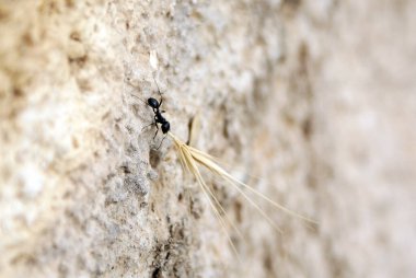 Odaklanmamış bir arka planda, duvarda çiviyi hareket ettirme.