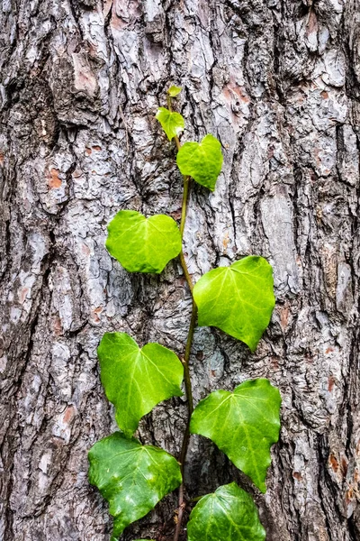 A new plant grows on the bark of a tree, concept of new hopes in nature.