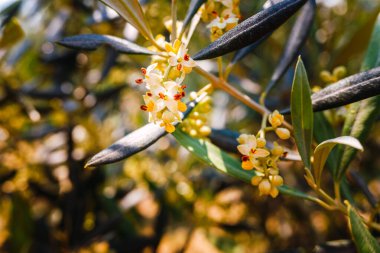 Polen yüklü Akdeniz zeytin ağacının çiçekleri.