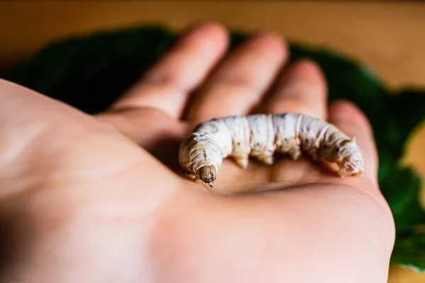 Bombyx Mori Silkworm Handflatan Persons Hand — Stockfoto